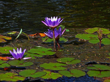 hawaii_flowers