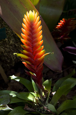 hawaii_flowers