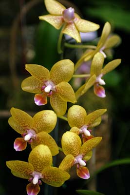 orchid
