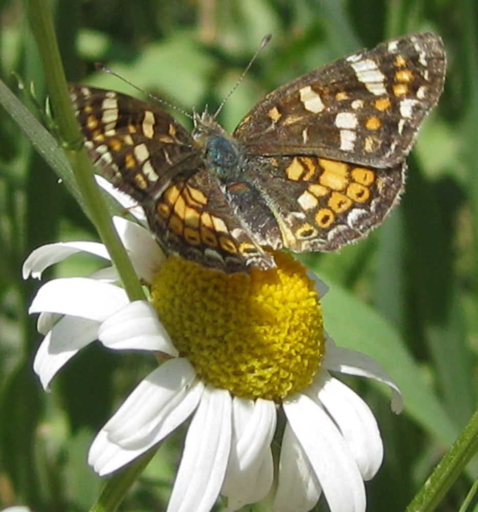 Butterfly on Daisy smallfile IMG_0168.jpg