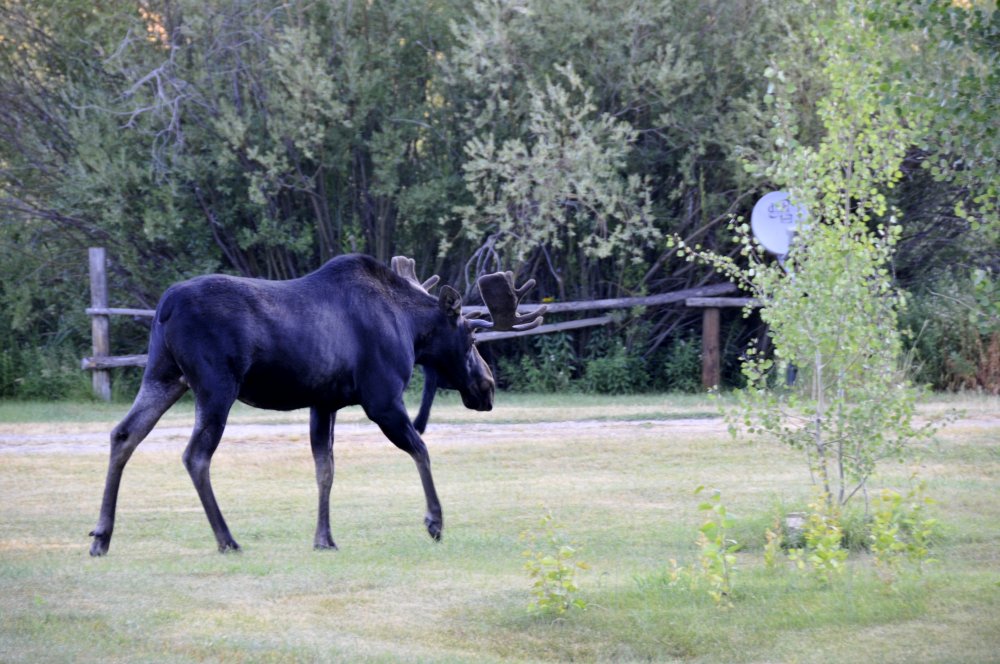 Moose Aug 18 2008 smallfile _DSC7941.JPG
