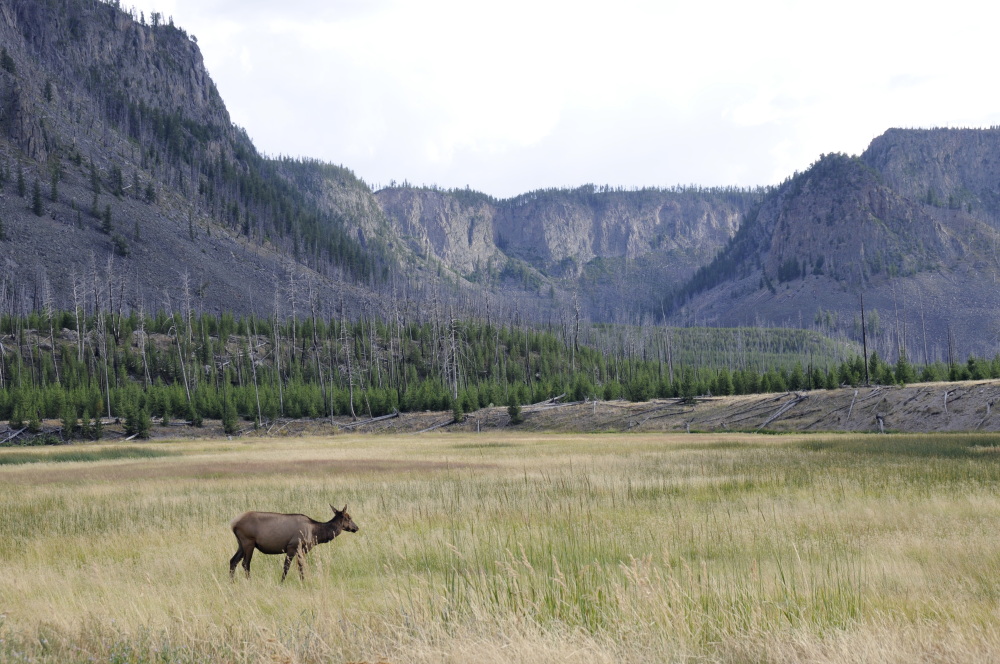 Female Elk Yellowstone _DSC7990.JPG