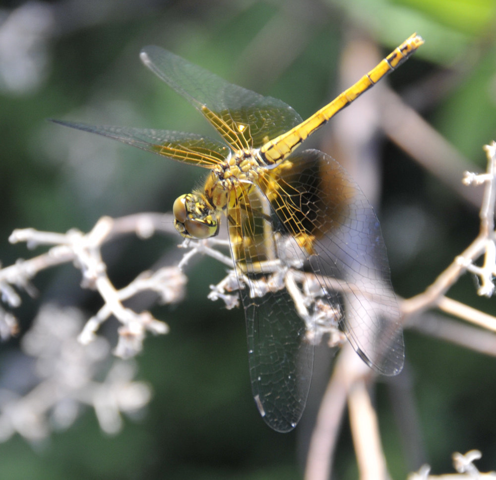 dragonfly at skippers pocatello _DSC2298.jpg