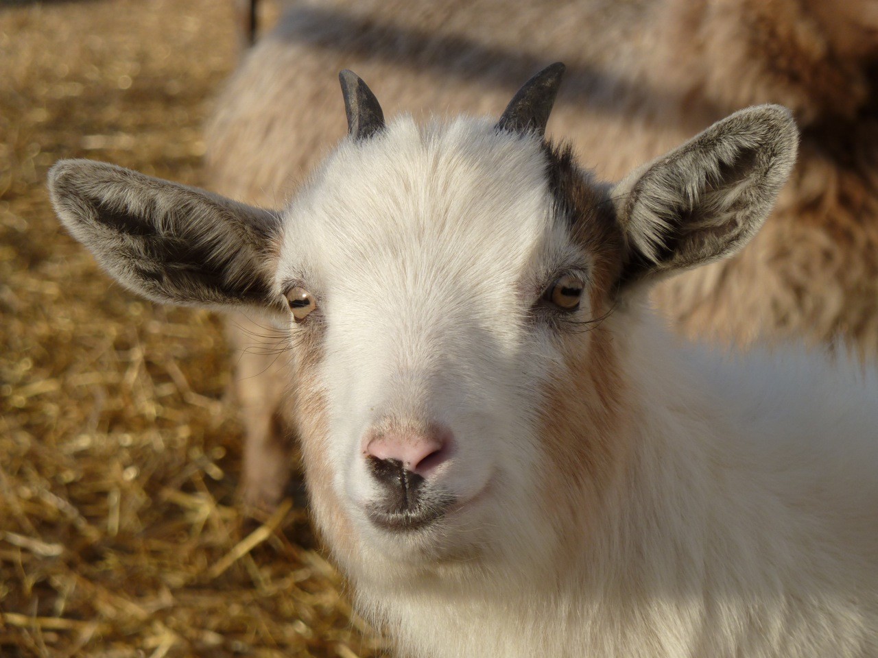 Goat at McKees Pocatello P1040271.jpg