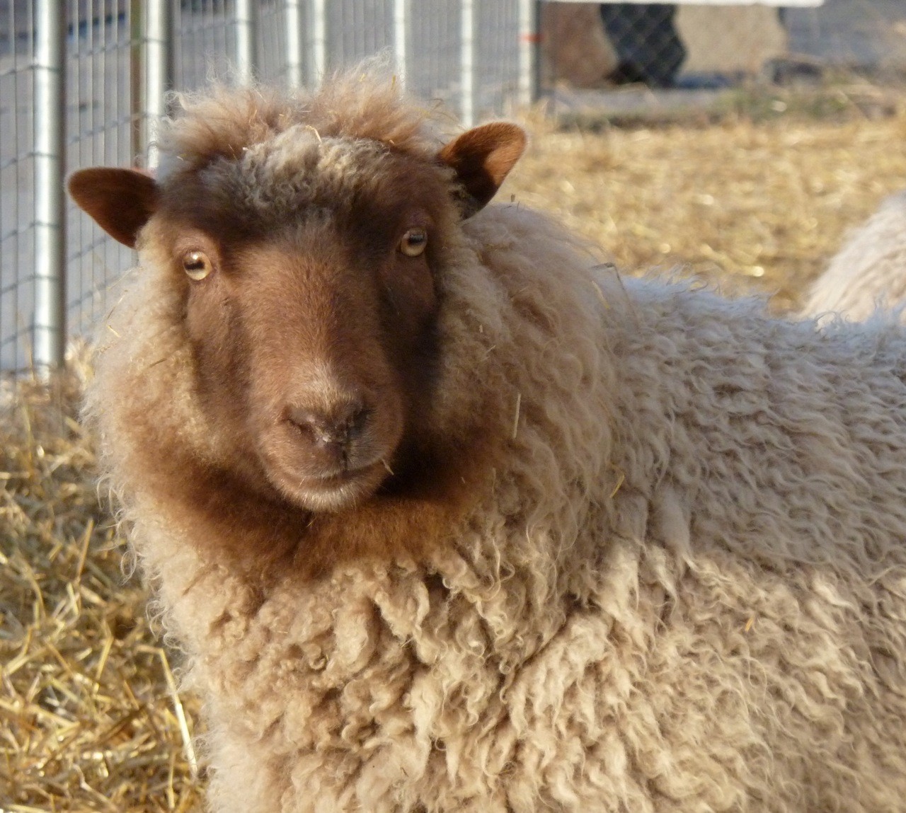 Sheep at McKees Pocatello P1040284.jpg