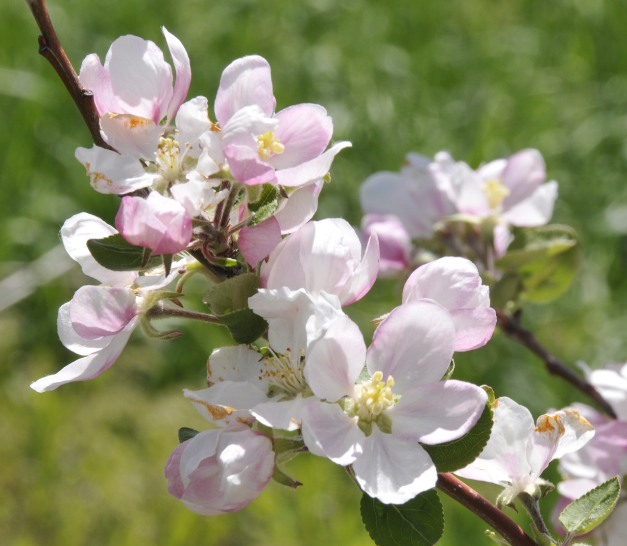 apple blossoms _DSC7539.jpg