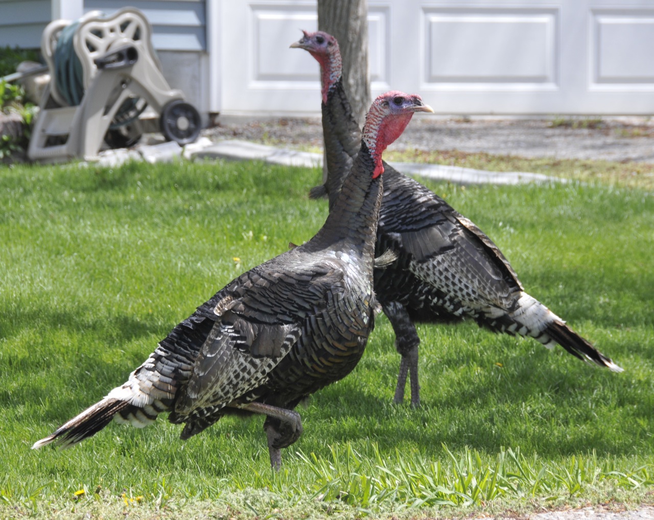 wild turkeys on someones yard _DSC6927.jpg