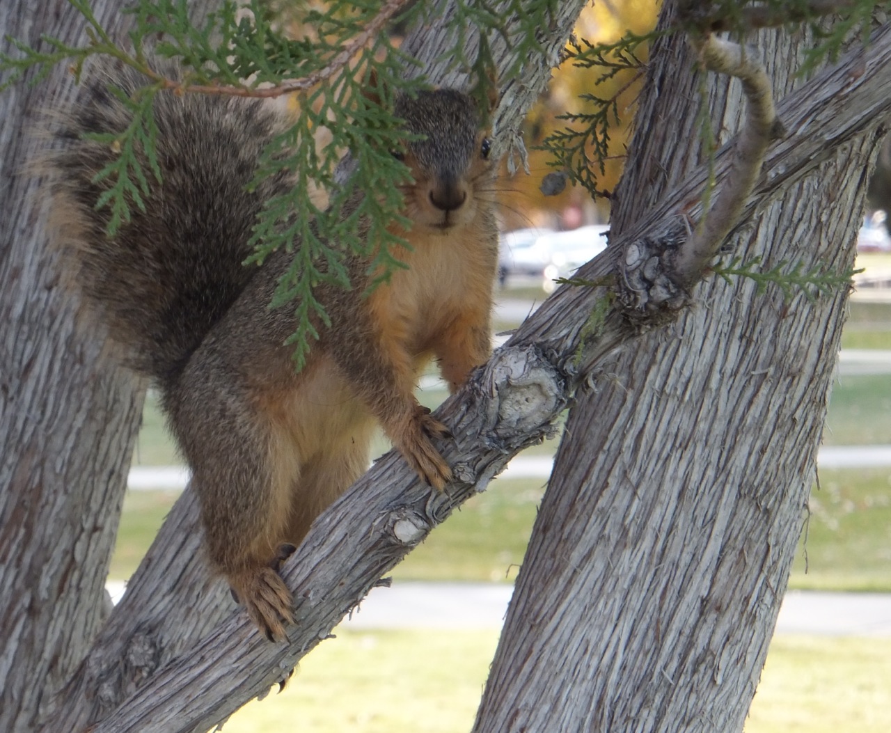 ISU School of Engineering Squirrel DSCF7518.jpg