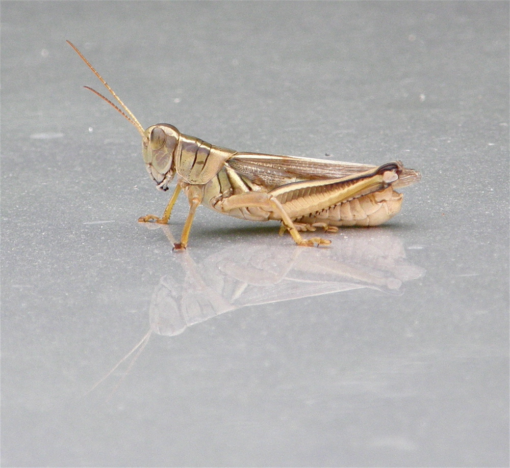 grasshopper on car hood P8010027.jpg