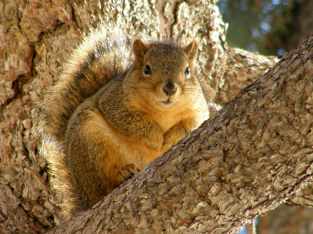 ISU College of Engineering Fox Squirrel P2190066.jpg