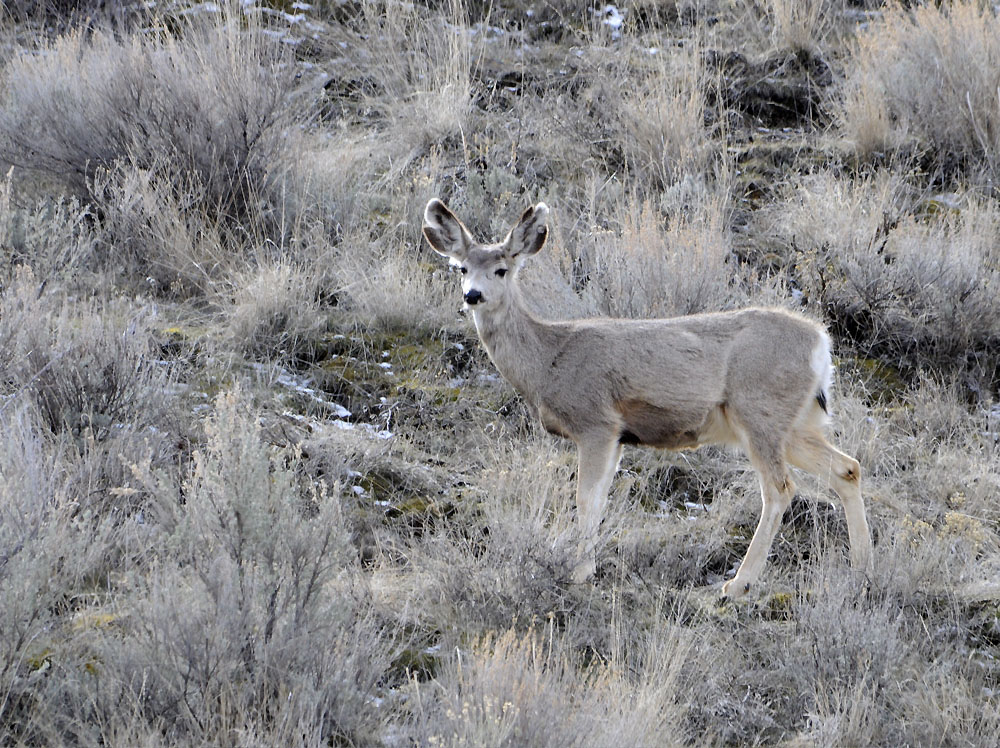 Deer from Portneuf Road _DSC1191.jpg