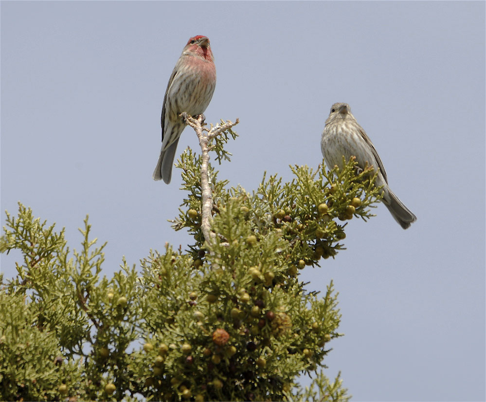 finches on juniper _DSC1849.jpg