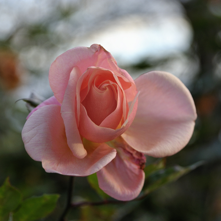 In full bloom