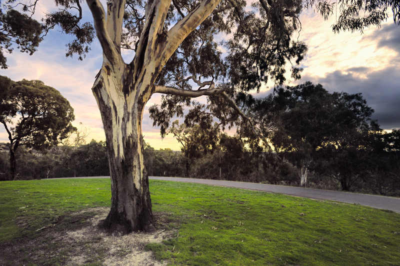 o6/99/380799/1/101176320.7mCoFLhT.Theoldgumtree.jpg