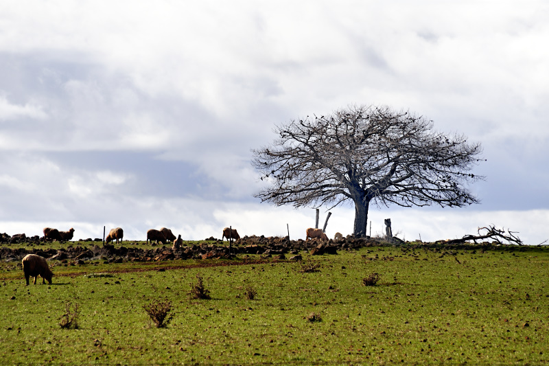 Winter tree on farm