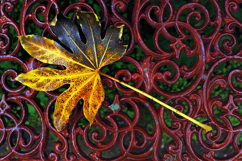 Autumn leaf on the fence