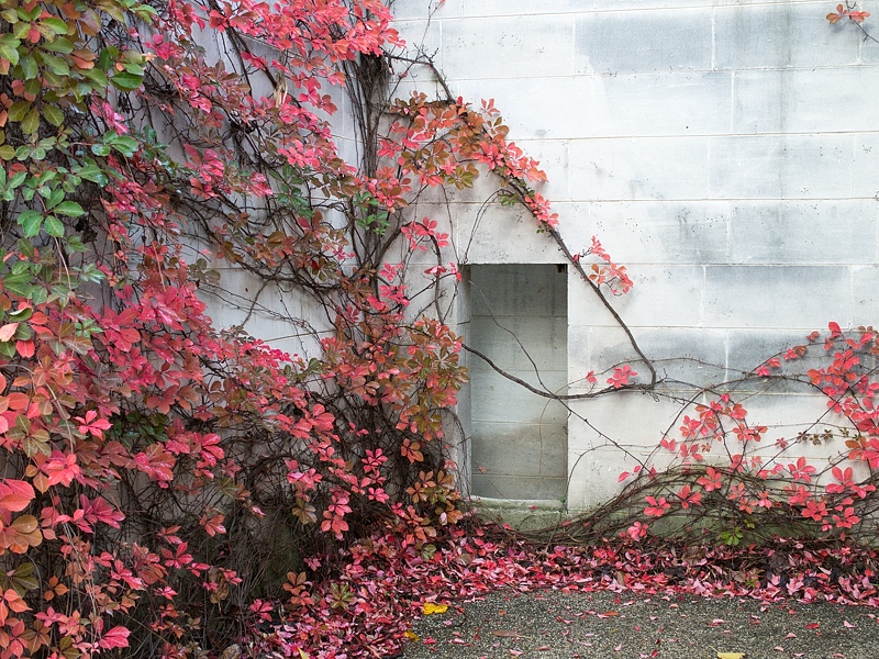 Vines and entry