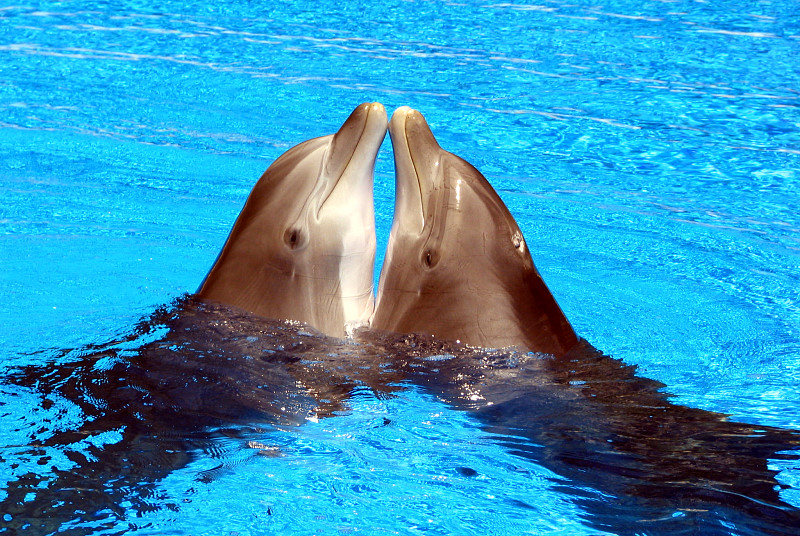 Dolphin Kiss