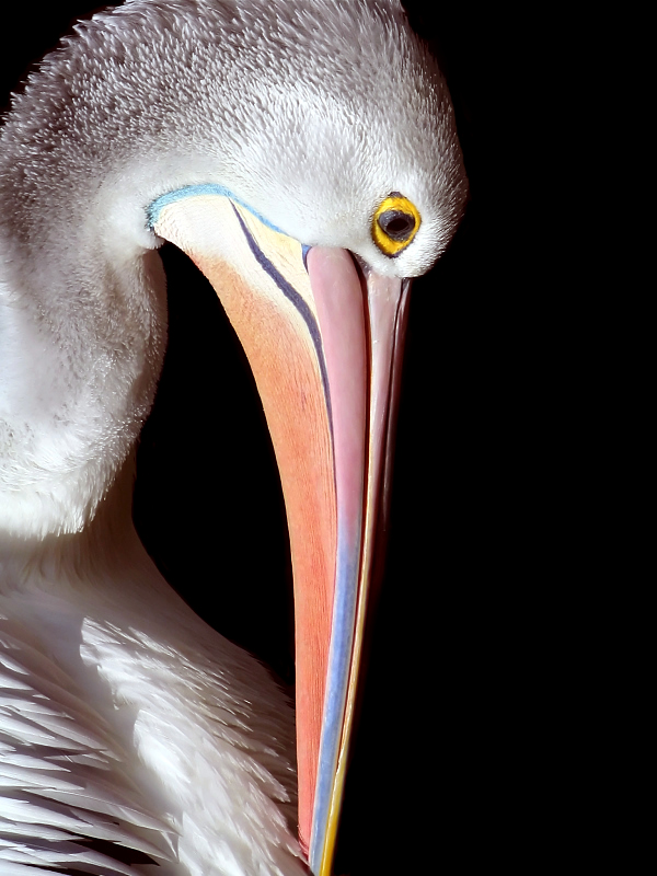 Pelican in the dark ~*
