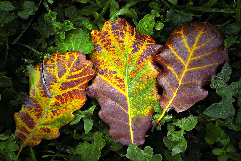 Autumn leaves