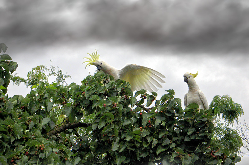 1st place in birds categoryCanonTF mini-challenge #60
at Digital Photography Review
Topic: In my Backyard
