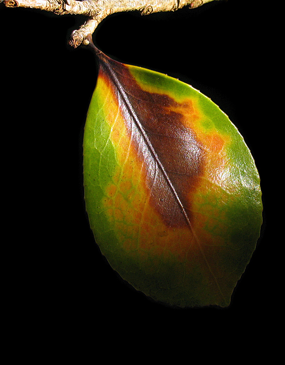 Autumn Leaf
