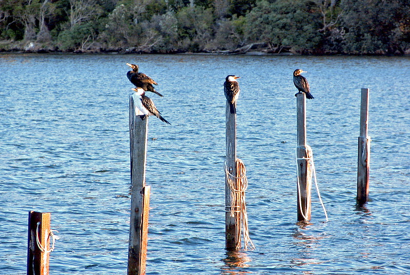 Birds on the Lake