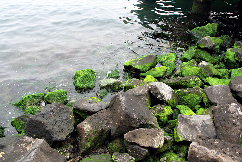 Sea weed