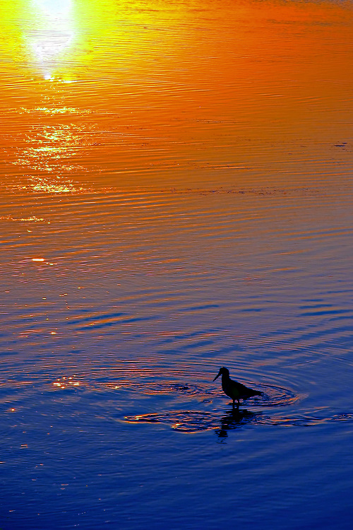 Bird in the Sunset