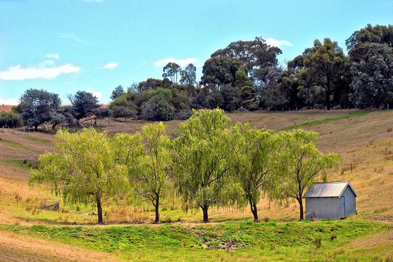 Five trees and a shack