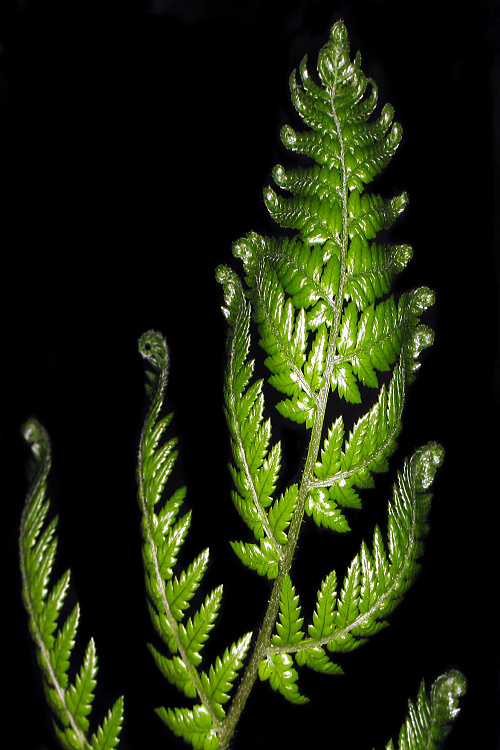 Fern leaves ~