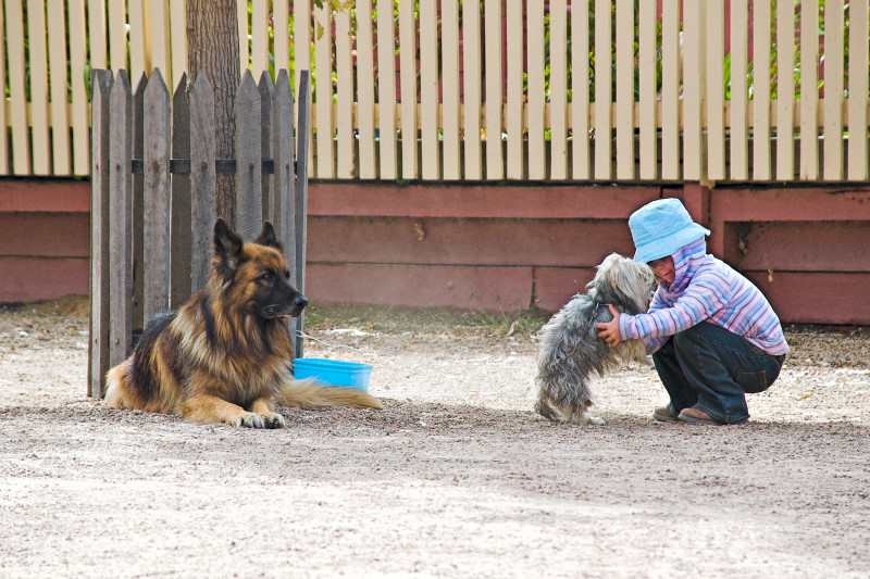 Boy and dogs