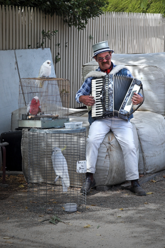 Busker & feathered friends