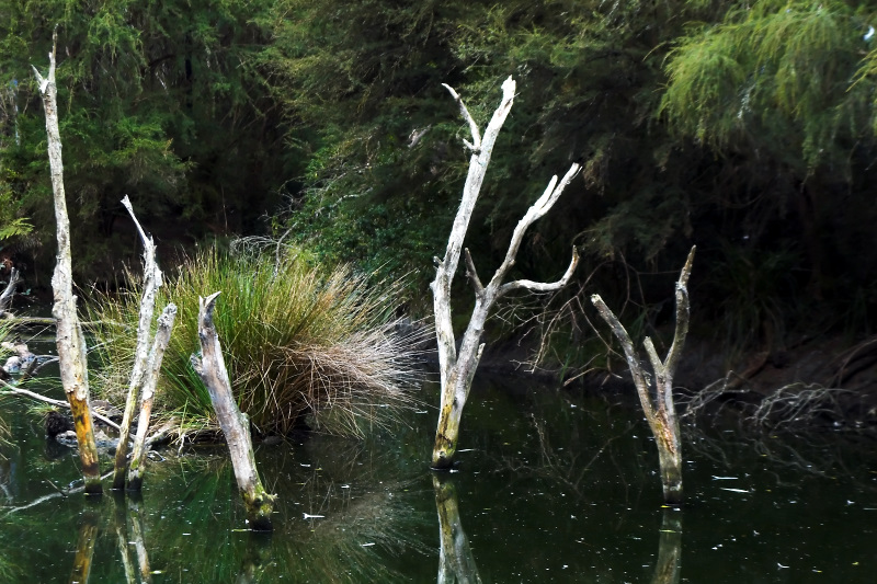 Trees in Lake