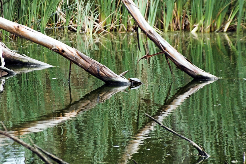 Reflections