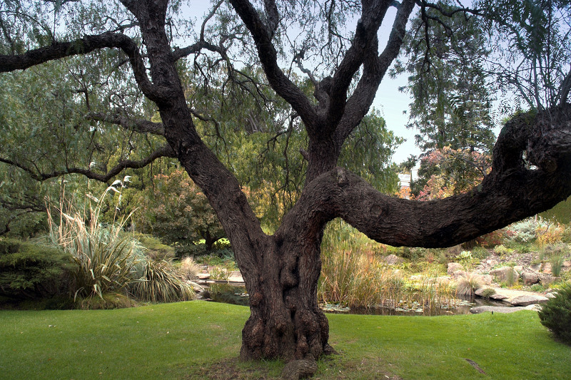 Tree by Pond