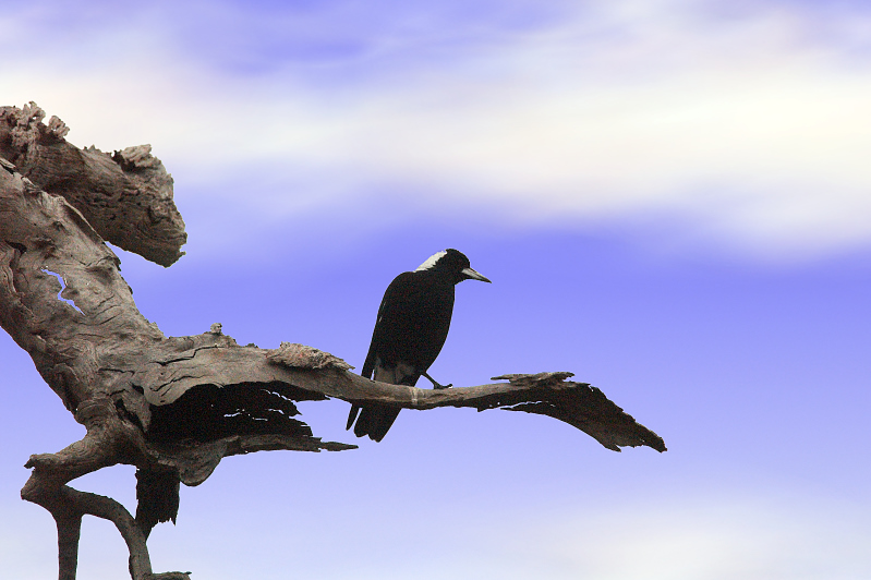 Magpie out on a limb