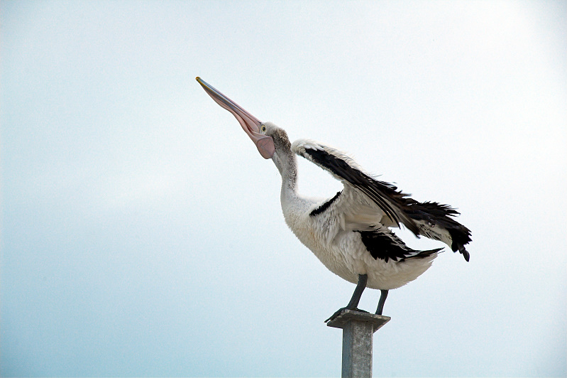 Pelican