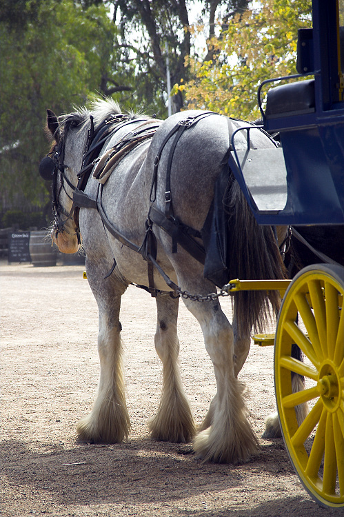 Working Horse