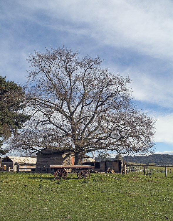 Shack under the tree