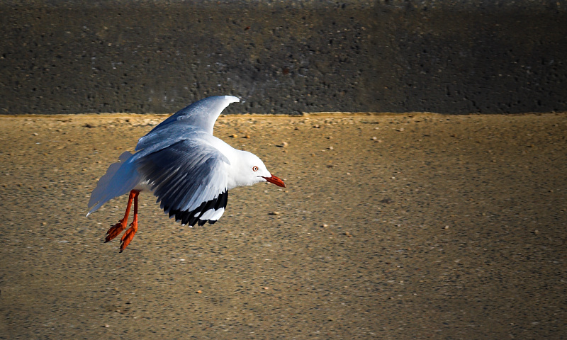Seagull swooping