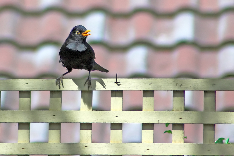 On the fence ~