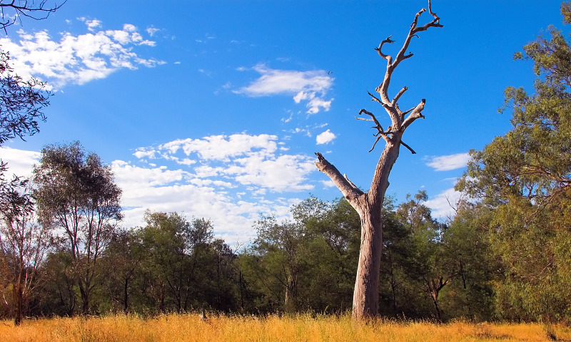 Dead tree in field