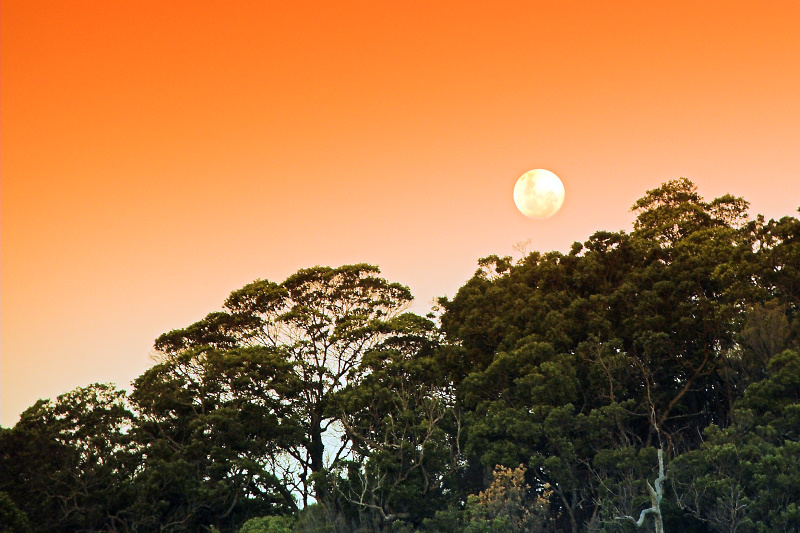 Moon above the trees