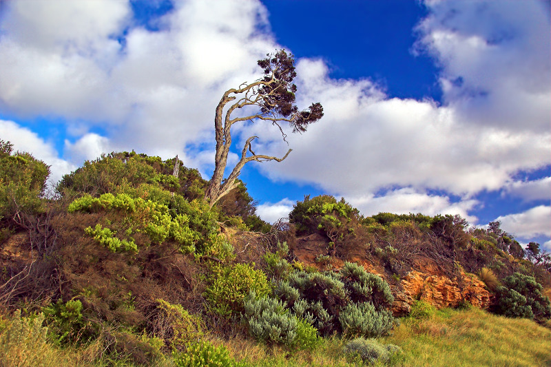 Foreshore landscape