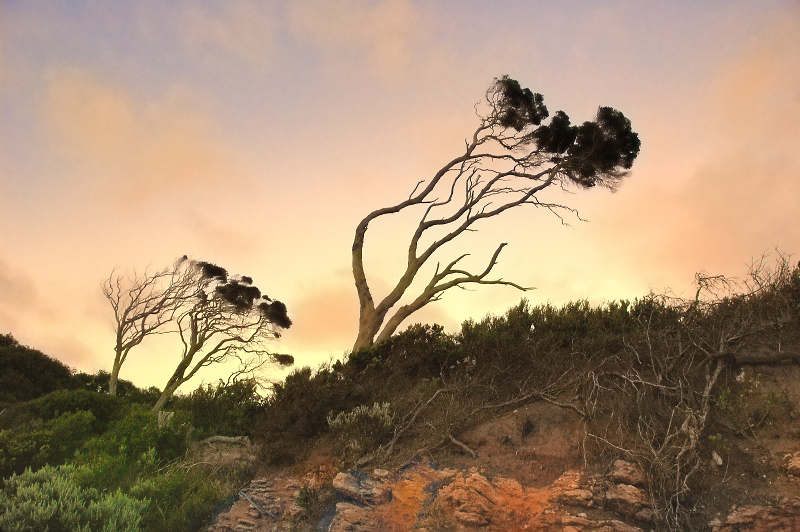 Shoreline trees