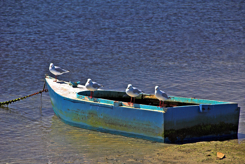 Resting foursome