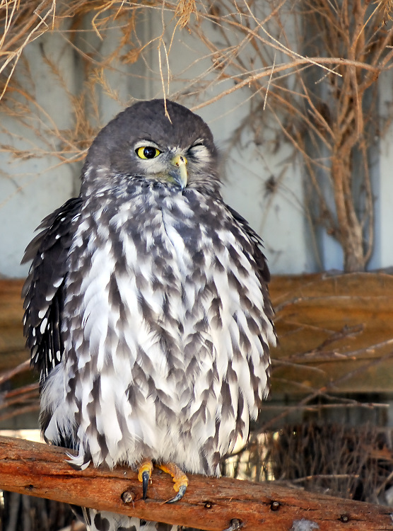 Barking Owl