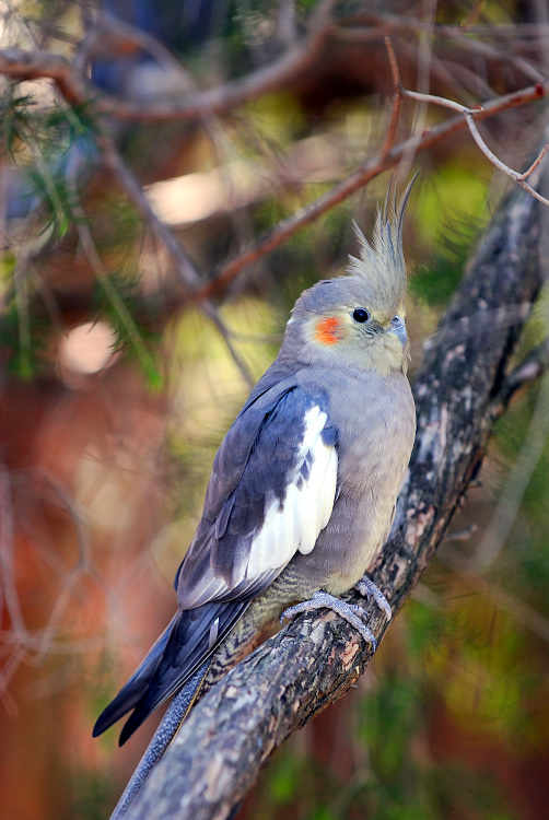 Male Cockateil