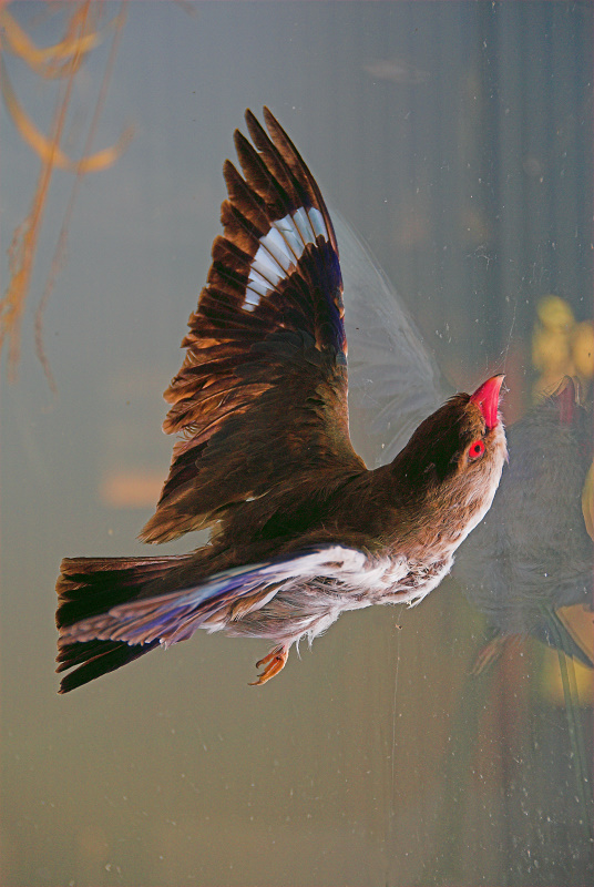 Bird at the window